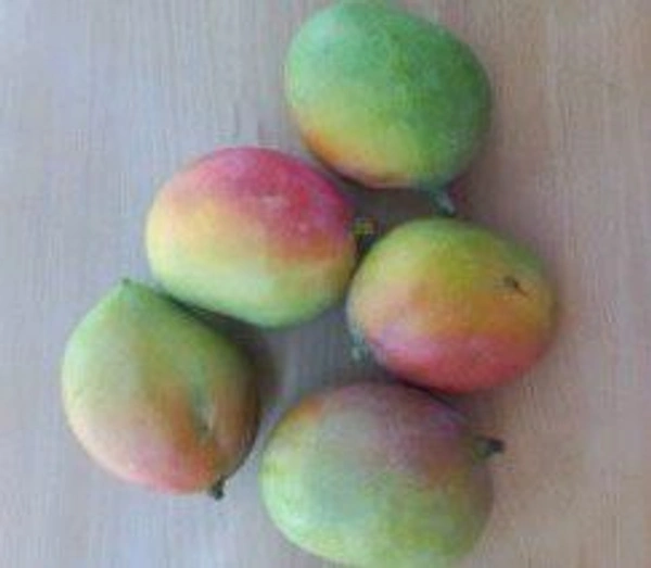 Farm Fresh Mango / Aam Gulab Khas 1kg.
