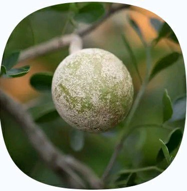 Farm Fresh Bael /Wood Apple 1pc.