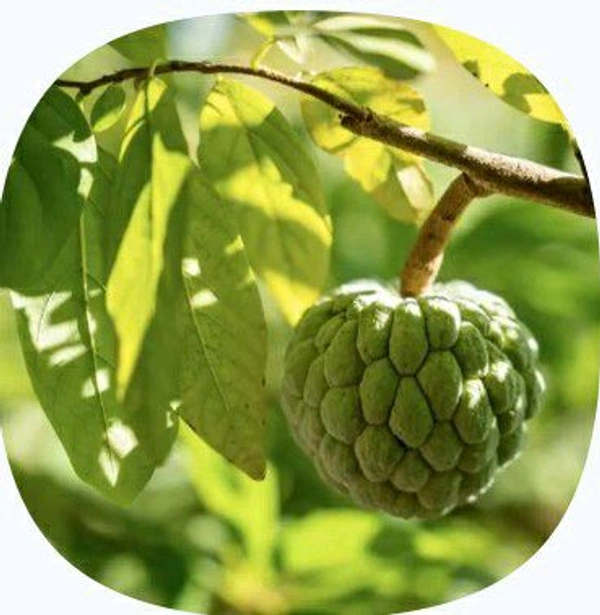 Farm Fresh Custard Apple 500gm.