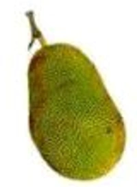 Farm Fresh Jackfruit / Katahal 250gm.