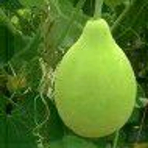 Farm Fresh Round Gourd / गोल लौकी 1kg.