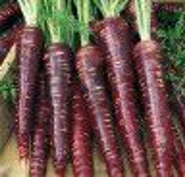 Farm Fresh Black Carrot / काली गाजर 1kg.