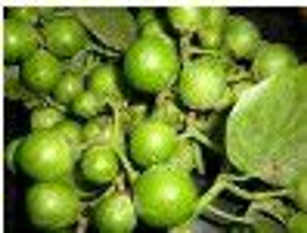 Farm Fresh Glueberry / गुण्डा/ लेसुहा 500gm.