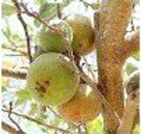 Farm Fresh Ficus / गूलर 250gm.