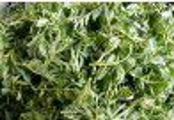 Farm Fresh Chane Ka Saag / चने का साग 250gm.