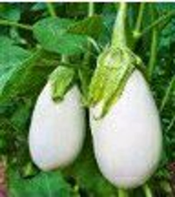 Farm Fresh White Eggplant / सफेद बैंगन 1kg.
