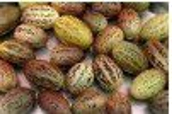 Farm Fresh Mouse Melon / काचरी 500gm.