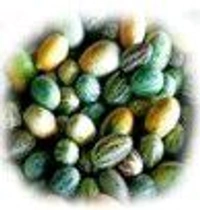 Farm Fresh Mouse Melon / काचरी 500gm.