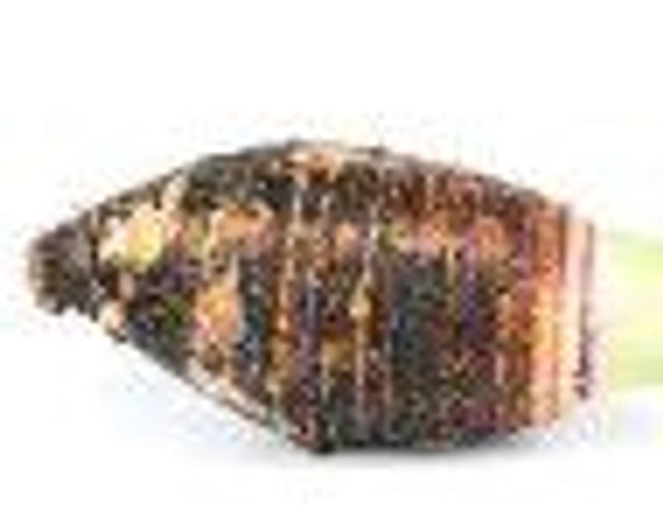 Farm Fresh Colocasia / कांद्दु / कचालू 1kg.