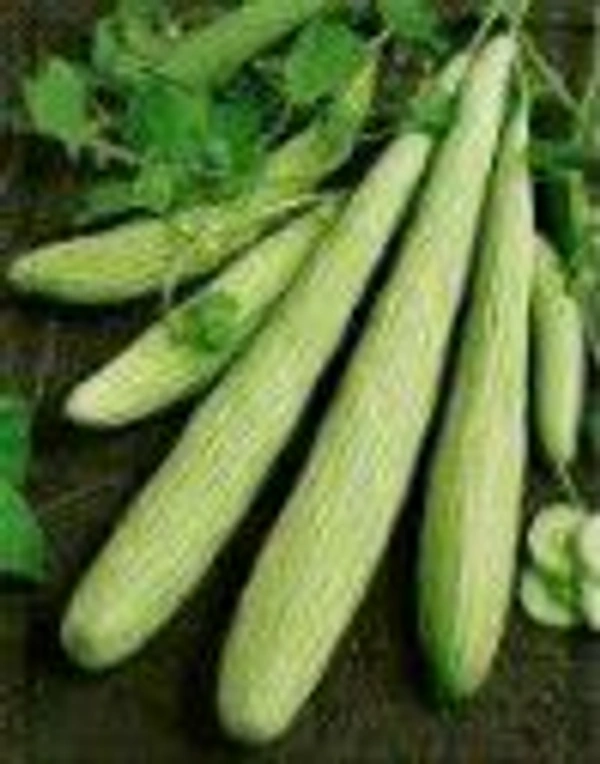 Farm Fresh Cucumis Utilissimus / ककड़ी   500gm.