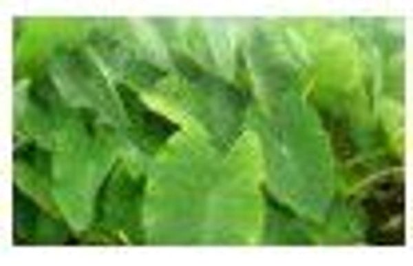 Farm Fresh Colossians Leaves / पात्रा /पातड़ा 250gm.