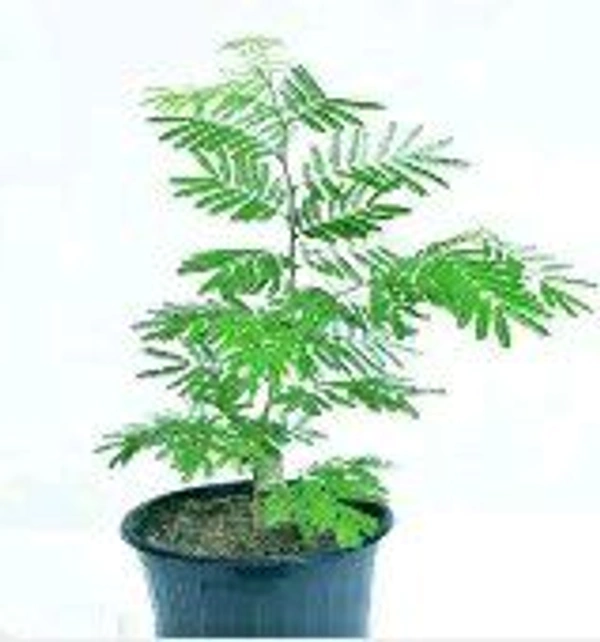 शमी पत्र (Shami Patra ) 1pkt.