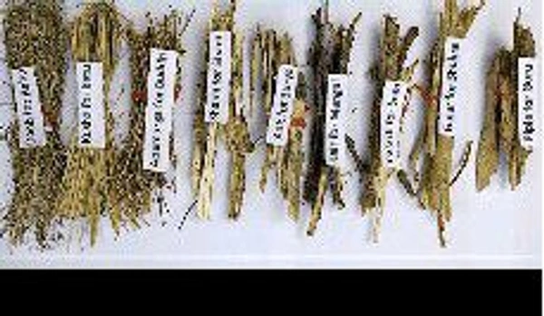 नवग्रह की लकड़ी 1pkt