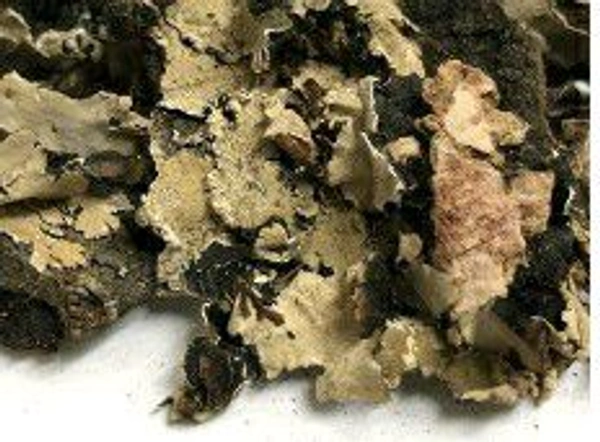 छेड छड़ी ला  1pkt