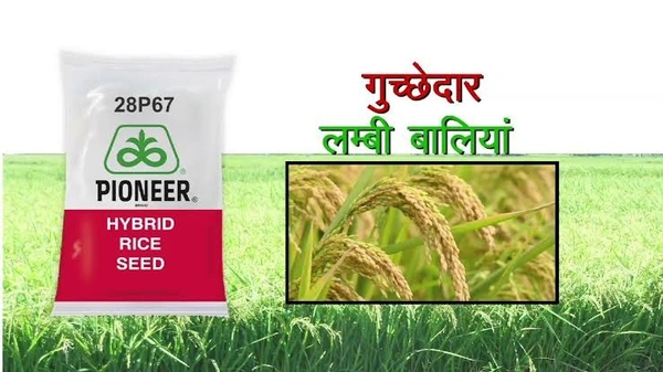 PIONEER 28p67 - 3 Kg