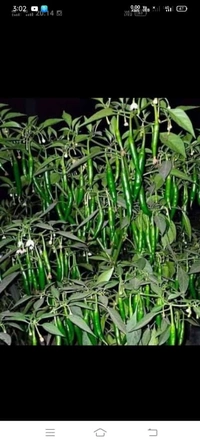 alpGIRI OLEO - 10g