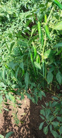 alpGIRI OLEO - 10g