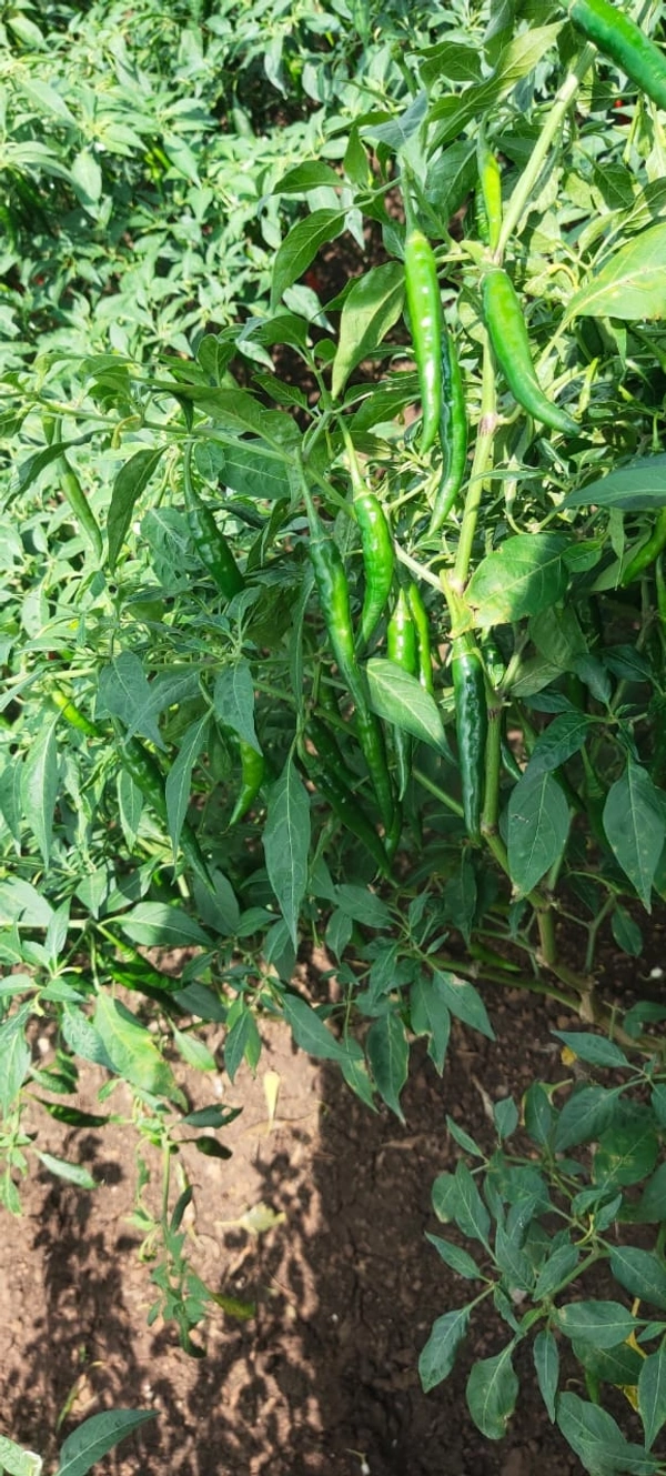 alpGIRI OLEO - 10g