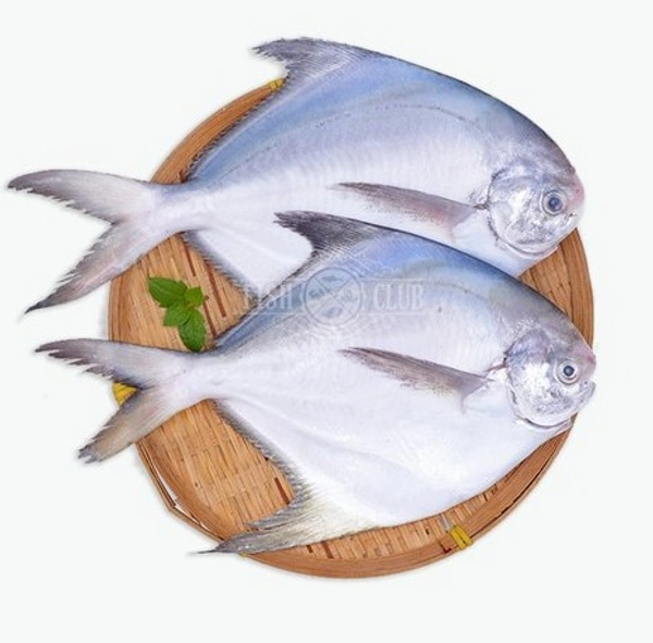 Apna Fresh White Pomfret Fish (পমফ্রেট মাছ) - 1 Kg , White