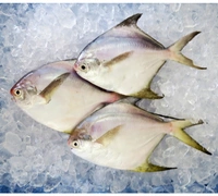 Apna Fresh White Pomfret Fish (পমফ্রেট মাছ) - 1 Kg , White