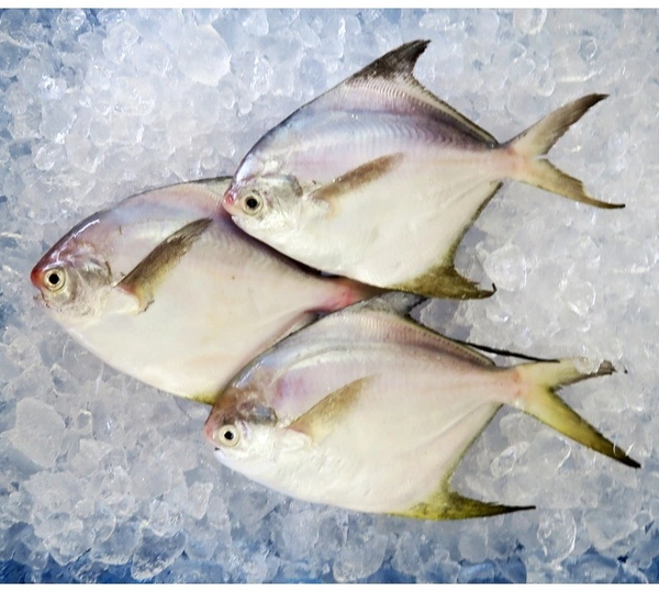 Apna Fresh White Pomfret Fish (পমফ্রেট মাছ) - 1 Kg , White
