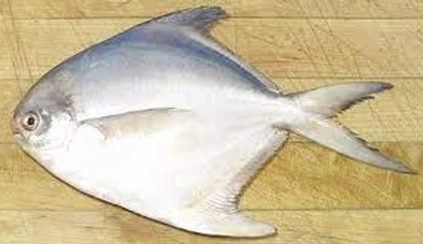Apna Fresh White Pomfret Fish (পমফ্রেট মাছ) - 1 Kg , White