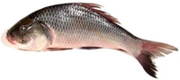 Apna Fresh Catla Fish (কাতলা মাছ)  - 1 Kg,  Black, Fins and Tails are Dusky Grey