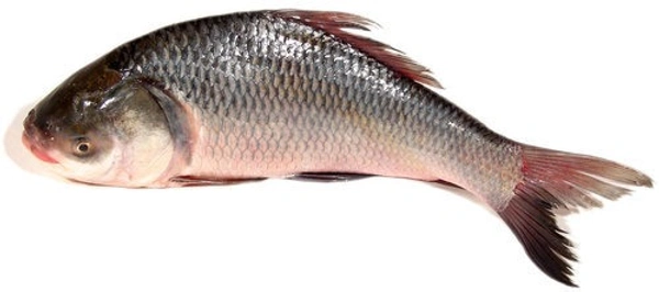 Apna Fresh Catla Fish (কাতলা মাছ)  - 1 Kg,  Black, Fins and Tails are Dusky Grey
