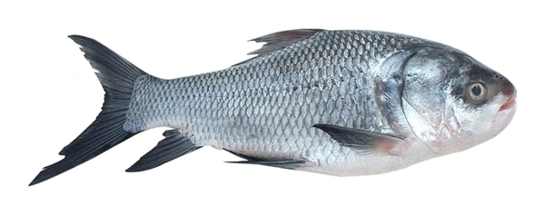 Apna Fresh Catla Fish (কাতলা মাছ)  - 1 Kg,  Black, Fins and Tails are Dusky Grey