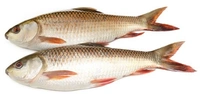 Apna Fresh Rohu Fish (রুই মাছ )  - 1 Kg, White