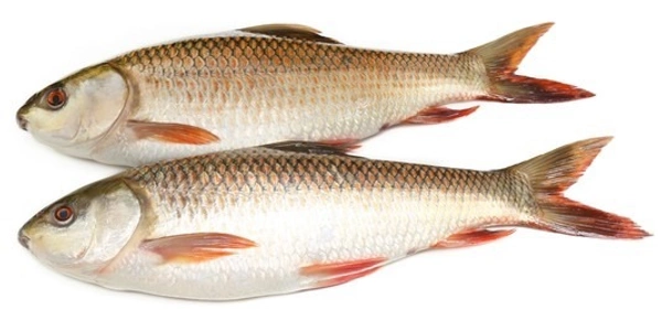Apna Fresh Rohu Fish (রুই মাছ )  - 1 Kg, White