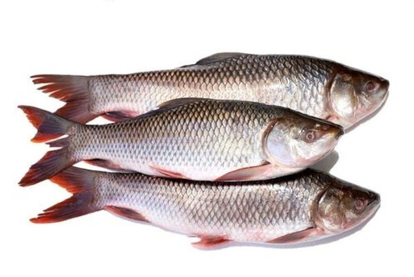 Apna Fresh Rohu Fish (রুই মাছ )  - 1 Kg, White