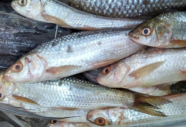 Apna Fresh Labeo/Bata Fish (বাটা মাছ ) - 1 Kg, White