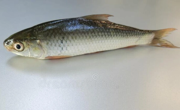 Apna Fresh Labeo/Bata Fish (বাটা মাছ ) - 1 Kg, White