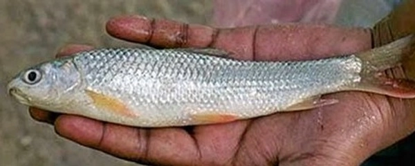 Apna Fresh Labeo/Bata Fish (বাটা মাছ ) - 1 Kg, White