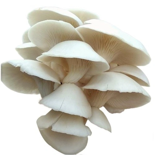Apna Fresh Oyster Mushroom (মাশরুম) - Packet - 1 Kg