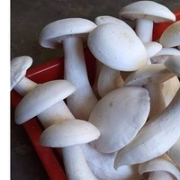 Apna Fresh Milky Mushroom (মাশরুম) - Packet - 1 Kg