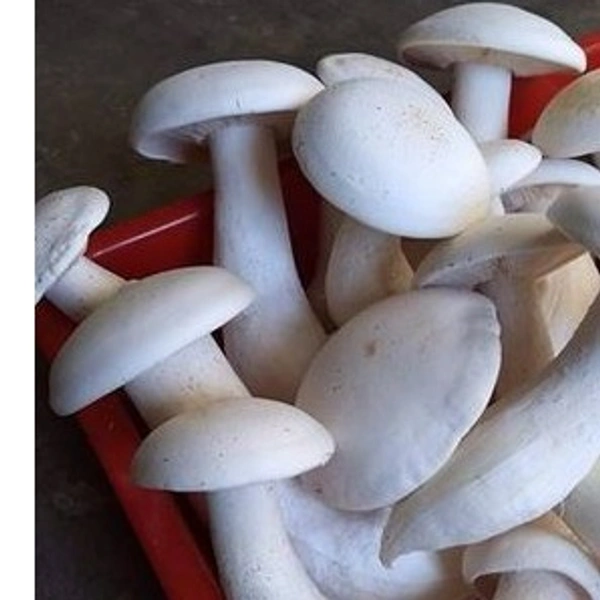 Apna Fresh Milky Mushroom (মাশরুম) - Packet - 1 Kg