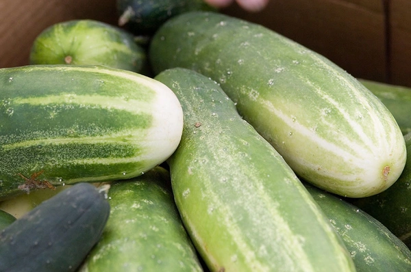 Apna Fresh Cucumber (Kheera) - 500 Gm, Green