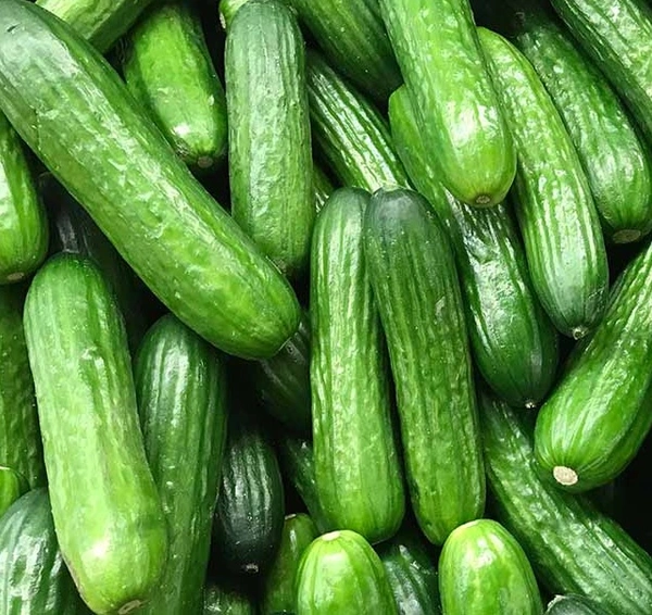 Apna Fresh Cucumber (Kheera) - 500 Gm, Green
