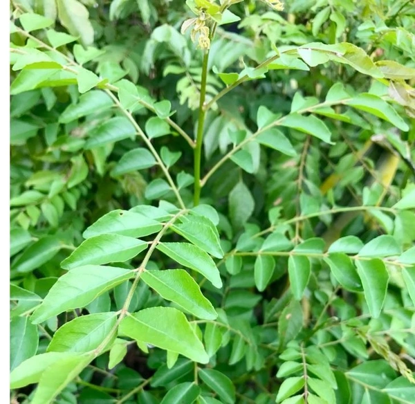 Apna Fresh Curry Leaves (কারী পাতা ) - 100gm, Green 