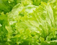 Iceberg Lettuce (লেটুস পাতা) - 250gm - 300gm, Green 