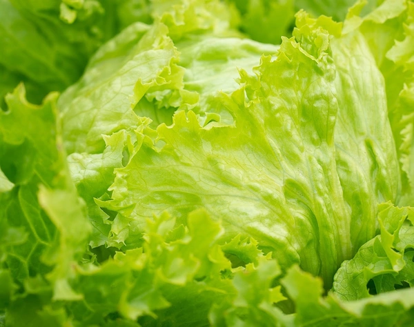 Iceberg Lettuce (লেটুস পাতা) - 250gm - 300gm, Green 