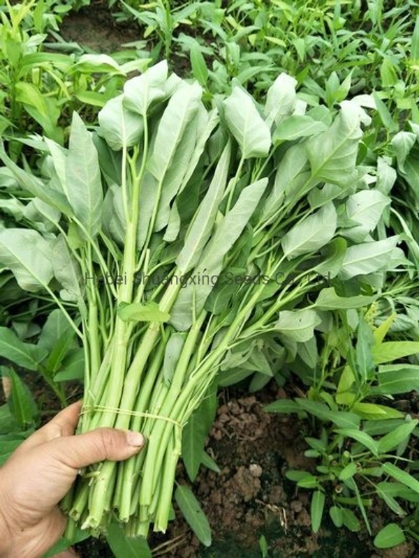 Apna Fresh Water Spinach (কলমি শাক) - 2 Bundle, Green
