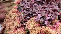 Apna Fresh Red Spinach (লাল শাক) - 2 Bundle, Red