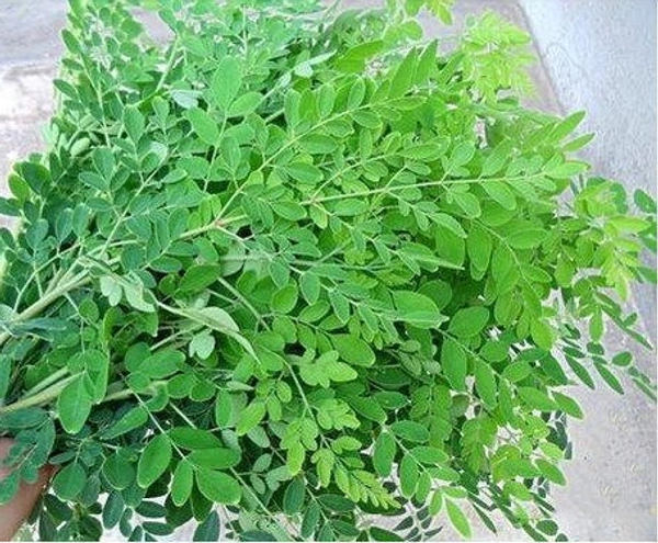 Apna Fresh Drumstick Leaves (সজনে শাক) - 1 Bundle, Green 
