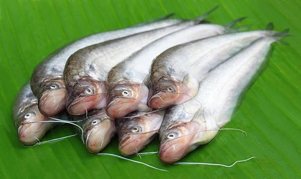 Apna Fresh Pabda Fish (পাবদা মাছ   ) - 500 Gm