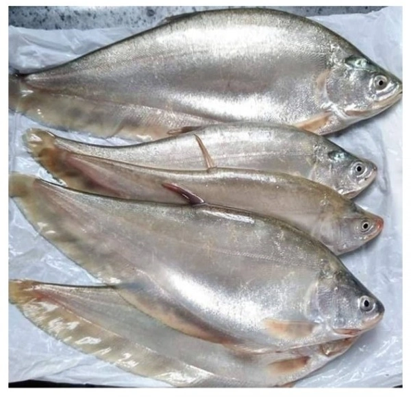 Apna Fresh Foli Fish (ফলই মাছ) - 500 Gm