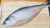Hilsa 1 Pic ( Not Store) Fresh Fish - 1 Pic, 1 KG - 1.1 KG