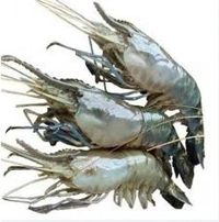 Galda Chingri Medium Size - 500 Grams